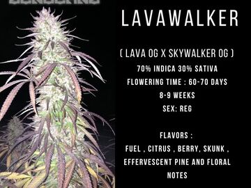 Sell: Lavawalker