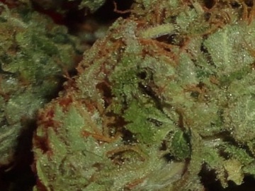 Sell: Blue Cheese F5