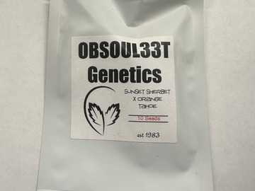Vente: Obsoul33t Genetics - Sunset Sherb x Orange Tahoe