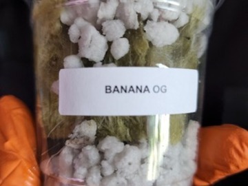 Sell: Banana OG (OrgnKid Cut | Free Shipping!)