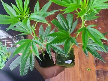 Sell: Jealousy ☆Seed Junky☆☆ 4 clones$220●8 clones$330●12 clones$400