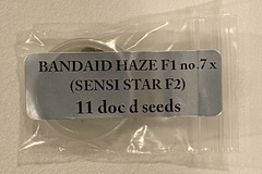 Doc D - Bandaid Haze F1 no.7 x (Sensi Star F2)