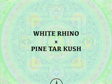 Venta: White Rhino x Pine Tar Kush - Pure Pakistani