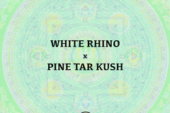 Vente: White Rhino x Pine Tar Kush - Pure Pakistani