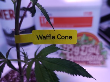 Sell: Waffle Cone (Compound Genetics | Free Shipping!)