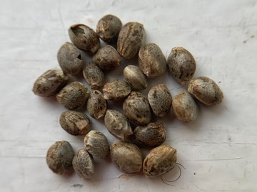 Sell: 10 x Deimos -autoflower- seeds