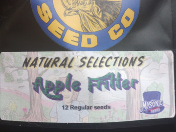 Venta: Apple Fritter ~ Masonic Seeds ~ Natural Selections ~ 12 Regs