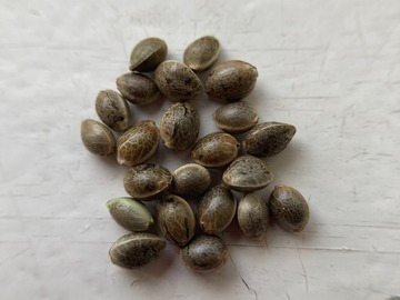 Sell: 10 x Typhoon seeds