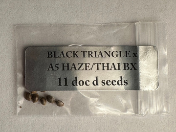 Vente: Doc D/Magic Spirt Seed Co - Black Triangle x A5 Haze/Thai Bx