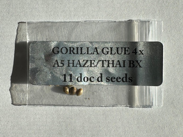 Vente: Doc D/Magic Spirt Seed Co - Gorilla Glue #4 x A5 Haze/Thai Bx