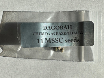 Vente: Doc D/Magic Spirit Seed Co - Dagobah (Chem D x A5 Haze/Thai Bx)