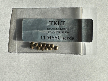 Sell: Doc D/Magic Spirit Seed Co - TKLT (Triangle Kush x Lemon Thai)
