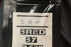 Sell: Bred by 42 DDA