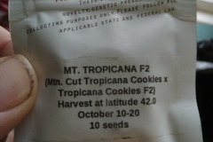 Sell: MTN Tropicana  pollen