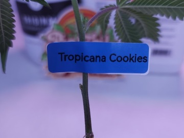 Sell: Tropicanna Cookies F2 (ONI | Includes 1 Free Mystery Clone!)