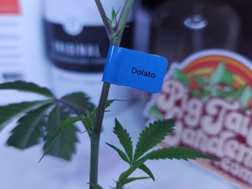 Sell: Dolato (In-House | Includes 1 Free Mystery Clone!)
