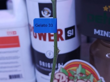 Sell: Gelato 33 (Cookies | Free Shipping + 1 Free Clone!)