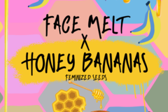 Sell: Face Melt x Honey Bananas (Fem)