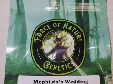 Sell: Meph's Wedding x Grape Crinkleberry - 10 Auto FEMS