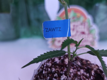 Sell: Zawtz  (Phinest/Cannarado | Free Shipping!)