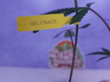 Sell: Gelonade (Connected Cut | Free Shipping + 1 Free Clone)