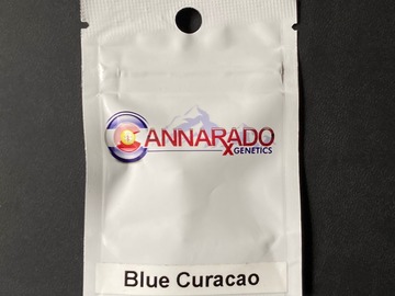 Sell: Blue Curacao - Cannarado Genetics