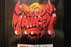Sell: Seed Savages - Peanut Butter Chem S1 *3pk Auto Fems