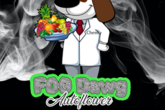 Sell: FOG Dawg Auto Flower Feminized