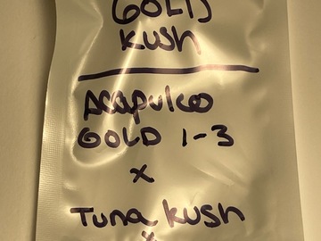 Sell: Gold Kush f1 (Acapulco Gold 1-3 x Tuna x Hindu Kush)