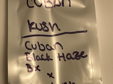 Sell: Cuban Kush f1 (Cuban black haze bx x tuna x Hindu Kush)