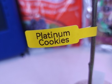 Sell: Platinum Cookies (Platinum Cut of GSC | Free Shipping)