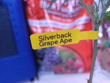 Sell: Silverback Grape Ape (Apothecary Genetics's Grape Ape x SSH)