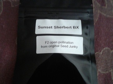 Vente: Sunset Sherbert BX - 10 regular seeds