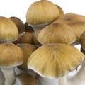 Sell: Amazon Mushroom