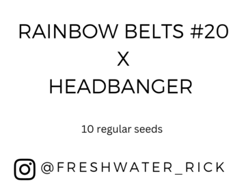 Sell: Rainbow Belts #20 x Headbanger - 10 regs