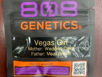 Auction: (AUCTION) Vegas Girl from 808