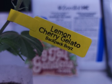 Sell: Lemon Cherry Gelato (BackBackBoyz | +1 Free Clone)