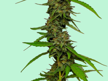 Sell: STRAWBERRY CHEESECAKE Feminized Seeds - Humboldt Seed Co