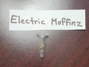 Sell: Electric Muffinz 10 pack reg BOGO