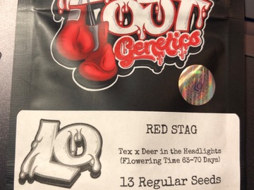 Sell: Laid Out Genetics Red Stag 13 regular photo seeds