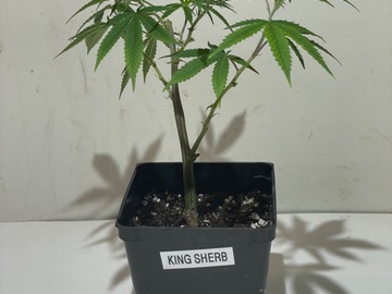 Sell: King Sherb - Made Under Pressure Genetics Cut - HLVD Tested