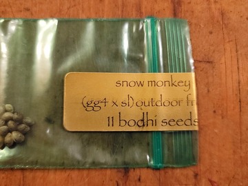 Sell: Bodhi Snow Monkey (GG4 x Snow Lotus)