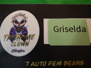 Vente: Trichome Clown - Griselda - 7 pack FEM *Auto