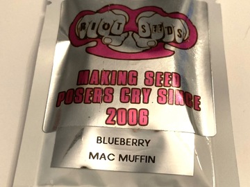 Sell: Blueberry MAC Muffin Riot Seeds