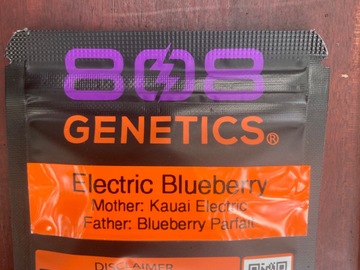 Auction: (auction) Electric Blueberry from 808