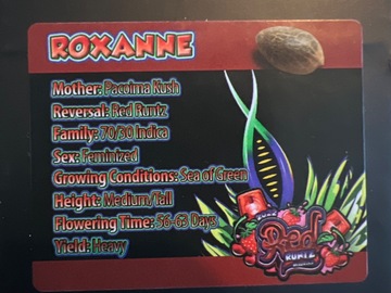 Sell: Exotic Genetix Roxanne