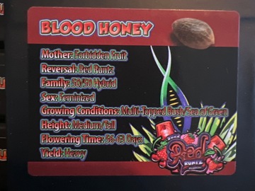 Sell: Exotic Genetix Blood Honey