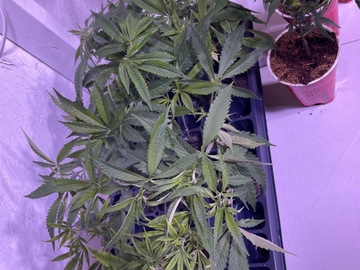 Auction: Mixed Bag Of 12 Clones