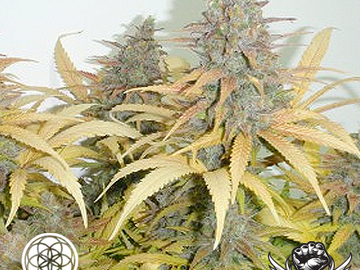 Sell: Bodhi Seeds - ‘89 Northern Lights #5 x BSCS NL # 5
