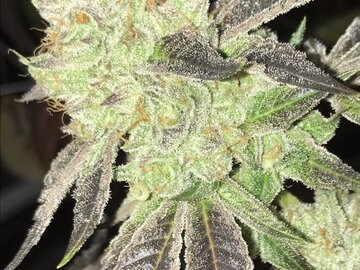 Sell: Greenline Seed Co. – Blue Cherry Cream